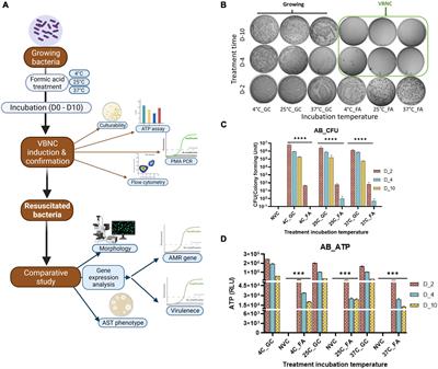 Formic acid, an organic acid food preservative, induces viable-but-non-culturable state, and triggers new Antimicrobial Resistance traits in Acinetobacter baumannii and Klebsiella pneumoniae